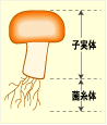 子実体と菌糸体